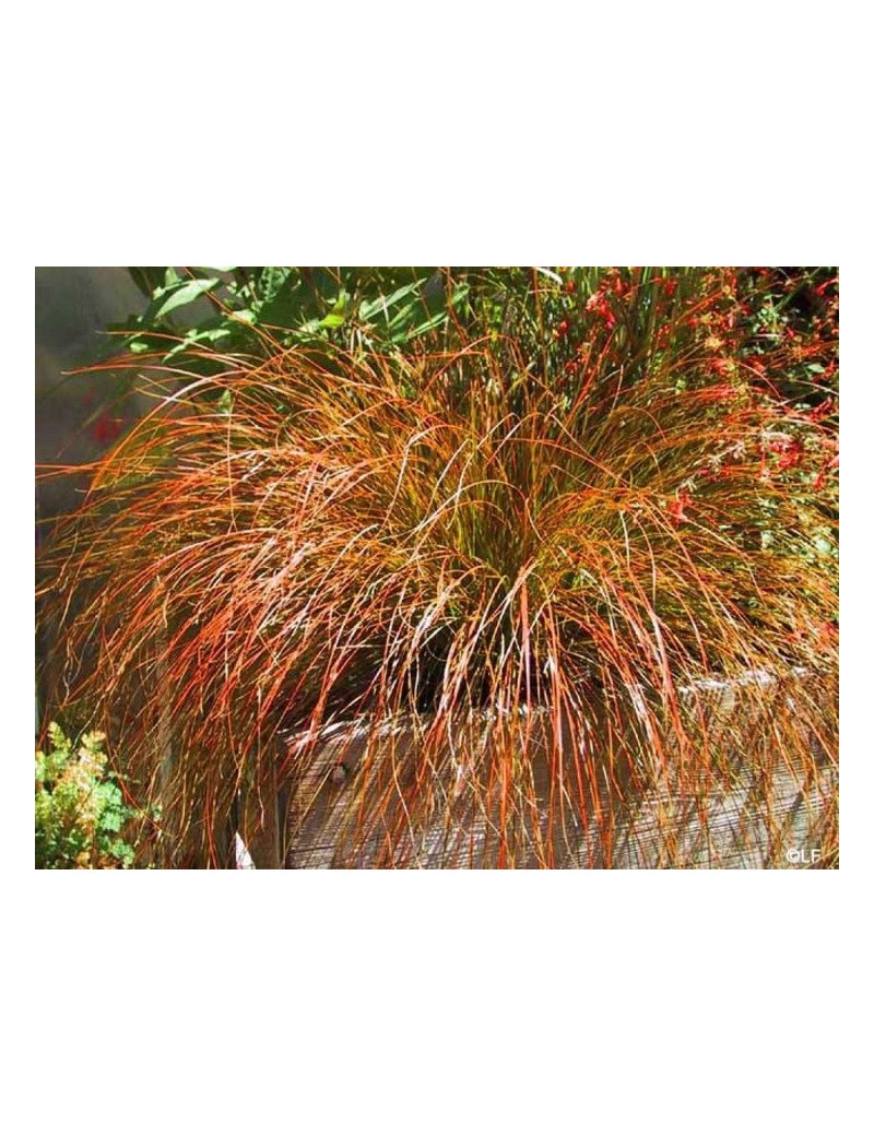 turzyca ceglasta-Carex testacea "Prairie Fire" turzyca ceglasta-Carex testacea "Prairie Fire"