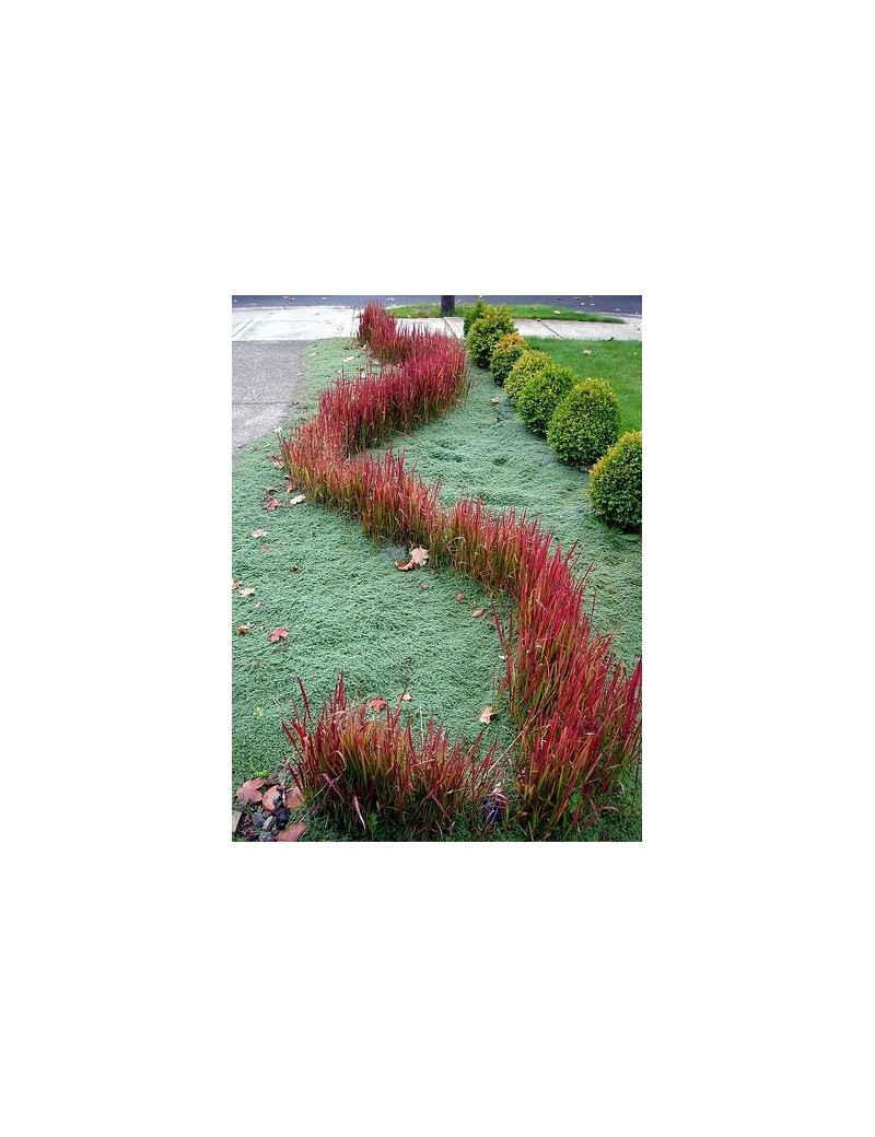 imperata cylindryczna-Imperata cylindrica "Red Baron" imperata cylindryczna-Imperata cylindrica "Red Baron"