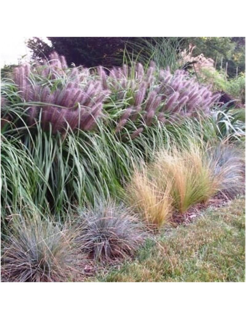 rozplenica japońska 'Moudry'-Pennisetum alopecuroides 'Moudry' rozplenica japońska 'Moudry'-Pennisetum alopecuroides 'Moudry'