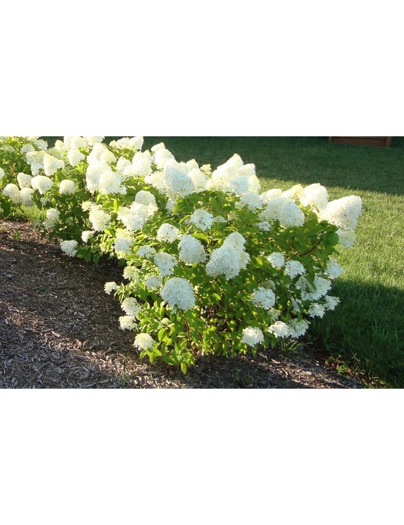 Hortensja bukietowa 'Little Lime' -Hydrangea paniculata Hortensja bukietowa 'Little Lime' -Hydrangea paniculata