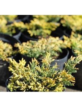 Jałowiec pospolity 'Goldschatz' -Juniperus communis 'Goldschatz'
