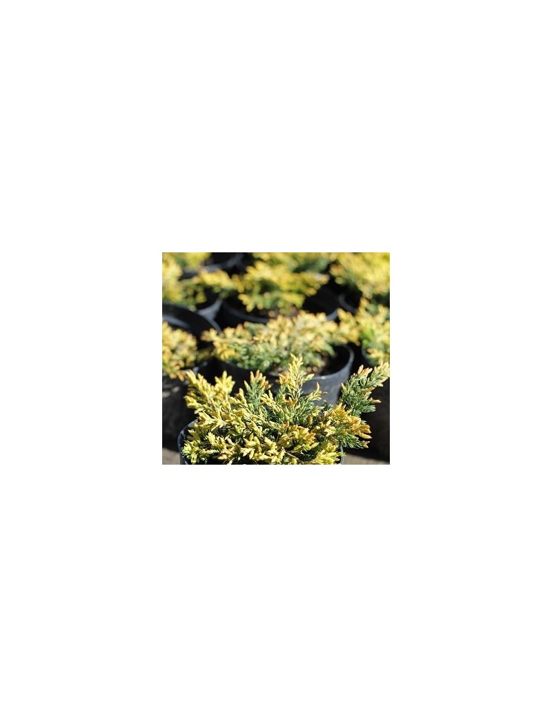 Jałowiec pospolity 'Goldschatz' -Juniperus communis 'Goldschatz'