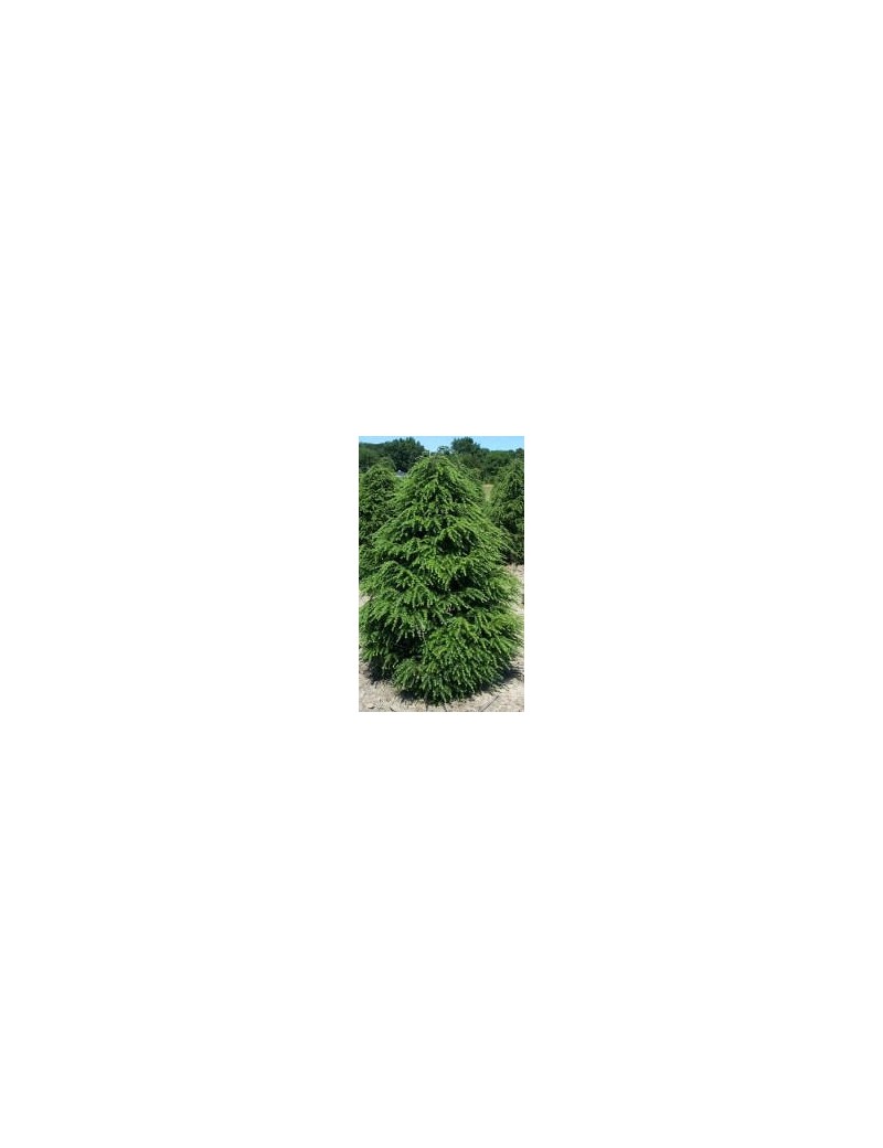 Choina kanadyjska 'Nana'-Tsuga canadensis 'Nana' Choina kanadyjska 'Nana'-Tsuga canadensis 'Nana'
