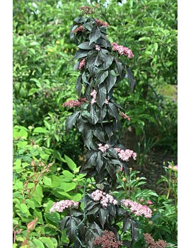 bez czarny black tower-Sambucus nigra BLACK TOWER 'Eiffell' (PBR)