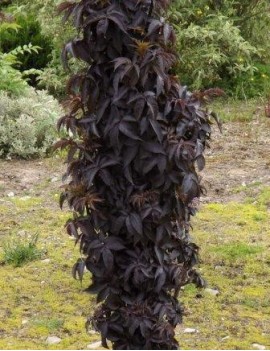 bez czarny black tower-Sambucus nigra BLACK TOWER 'Eiffell' (PBR)