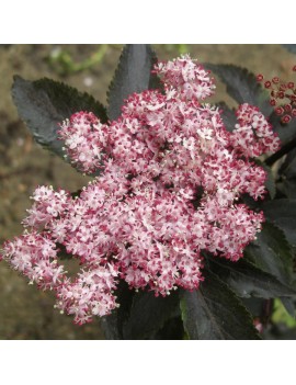 bez czarny black tower-Sambucus nigra BLACK TOWER 'Eiffell' (PBR)