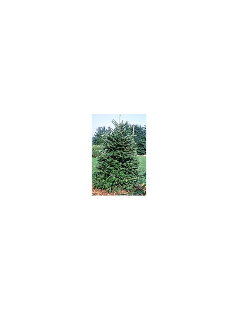 Jodła Frasera -Abies fraseri Jodła Frasera -Abies fraseri