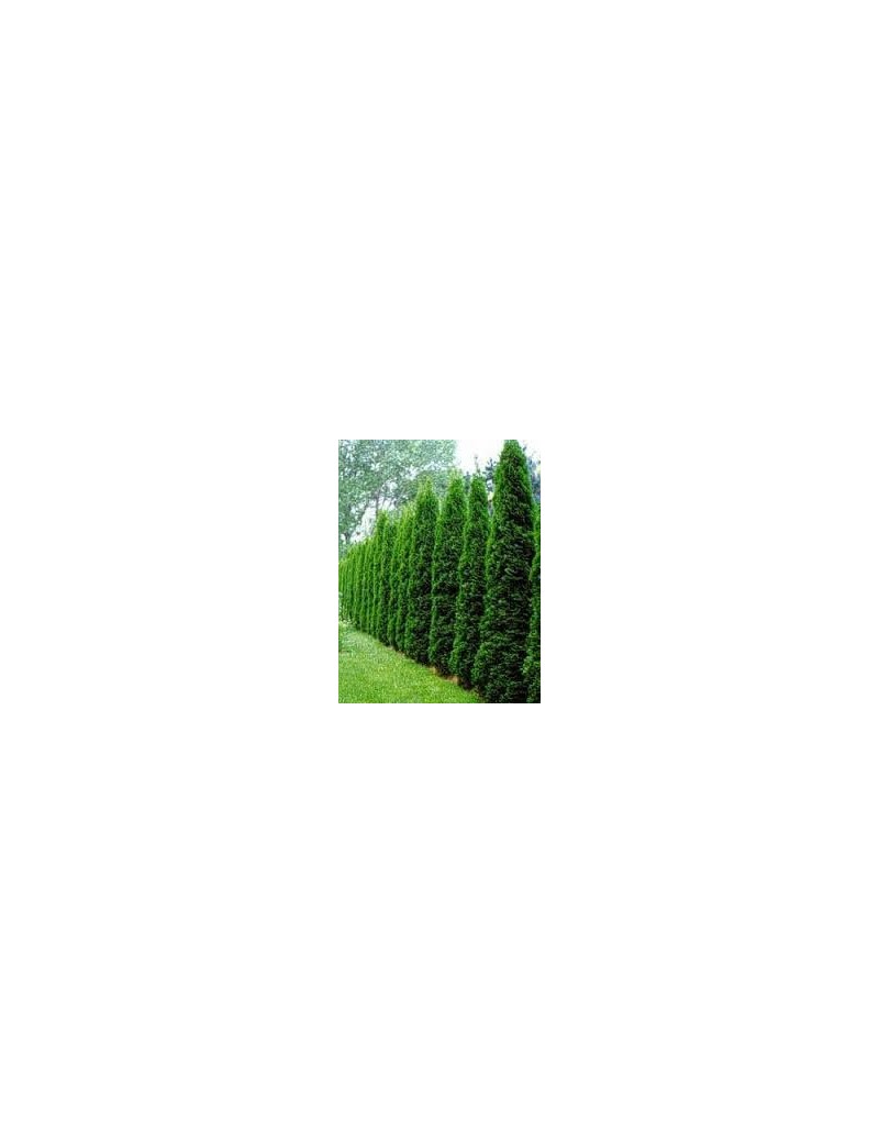 thuja smaragd -tuja szmaragd thuja smaragd -tuja szmaragd