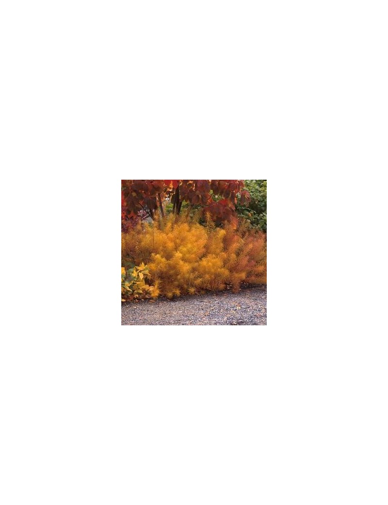 Amsonia -Amsonia hubrichtii Amsonia -Amsonia hubrichtii