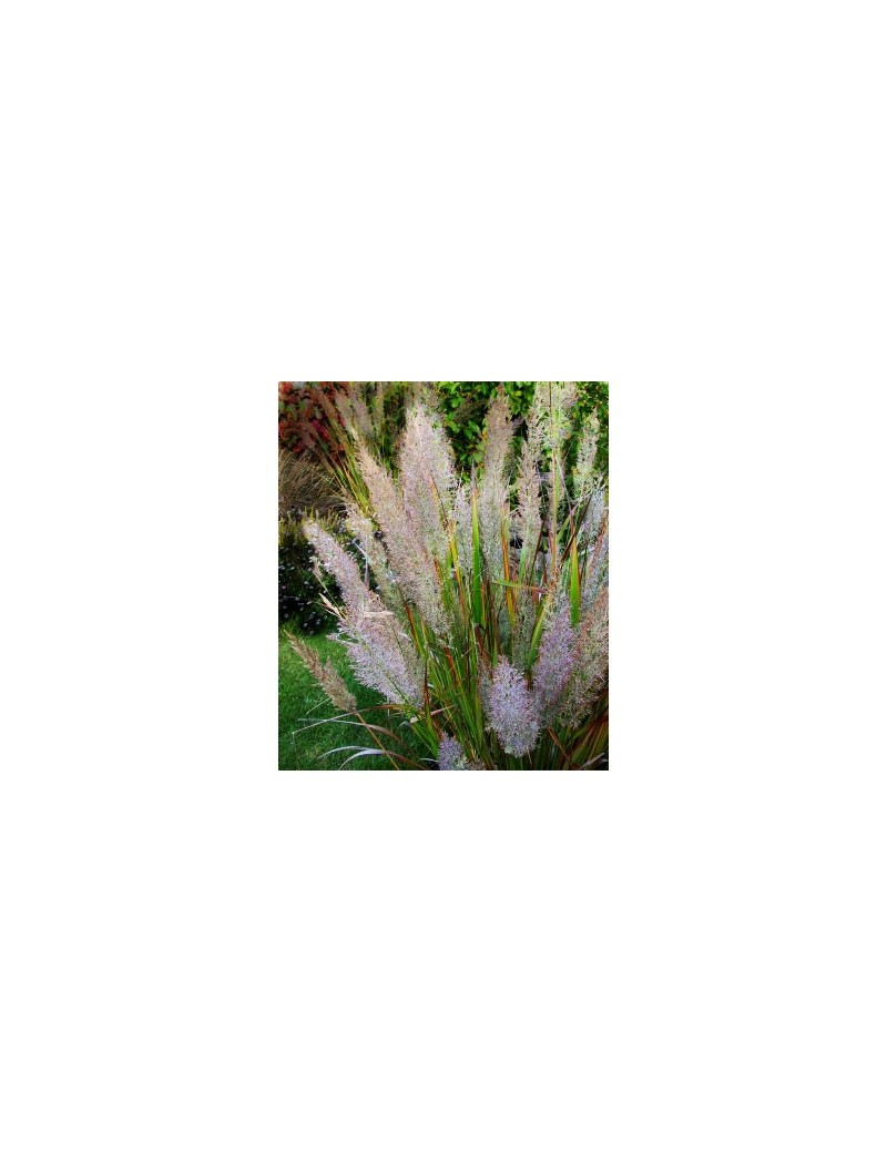 trzcinnik krótkowłosy-Calamagrostis brachytricha