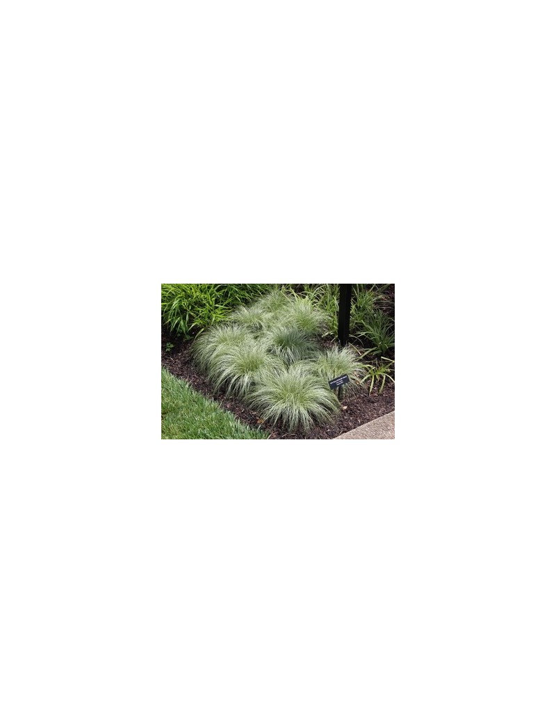 Turzyca włosista 'Amazon Mist'-Carex comans 'Amazon Mist' Turzyca włosista 'Amazon Mist'-Carex comans 'Amazon Mist'