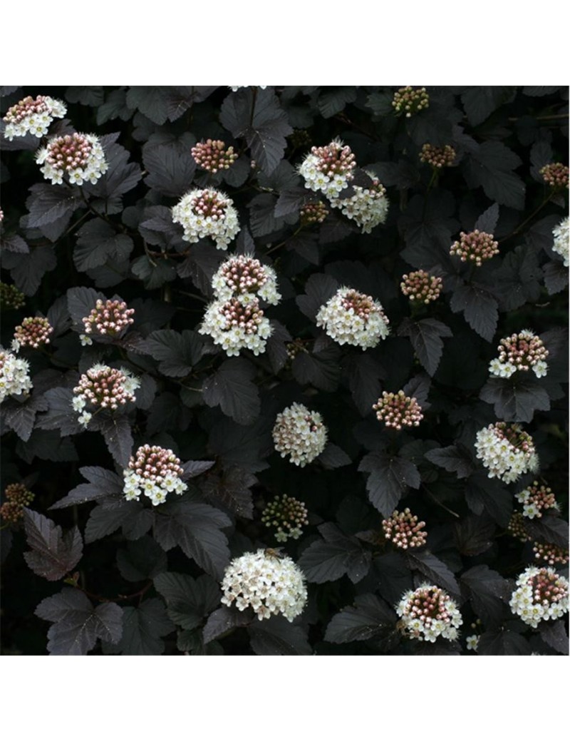 Pęcherznica Kalinolistna Diabolo Physocarpus Opulifolius Diabolo