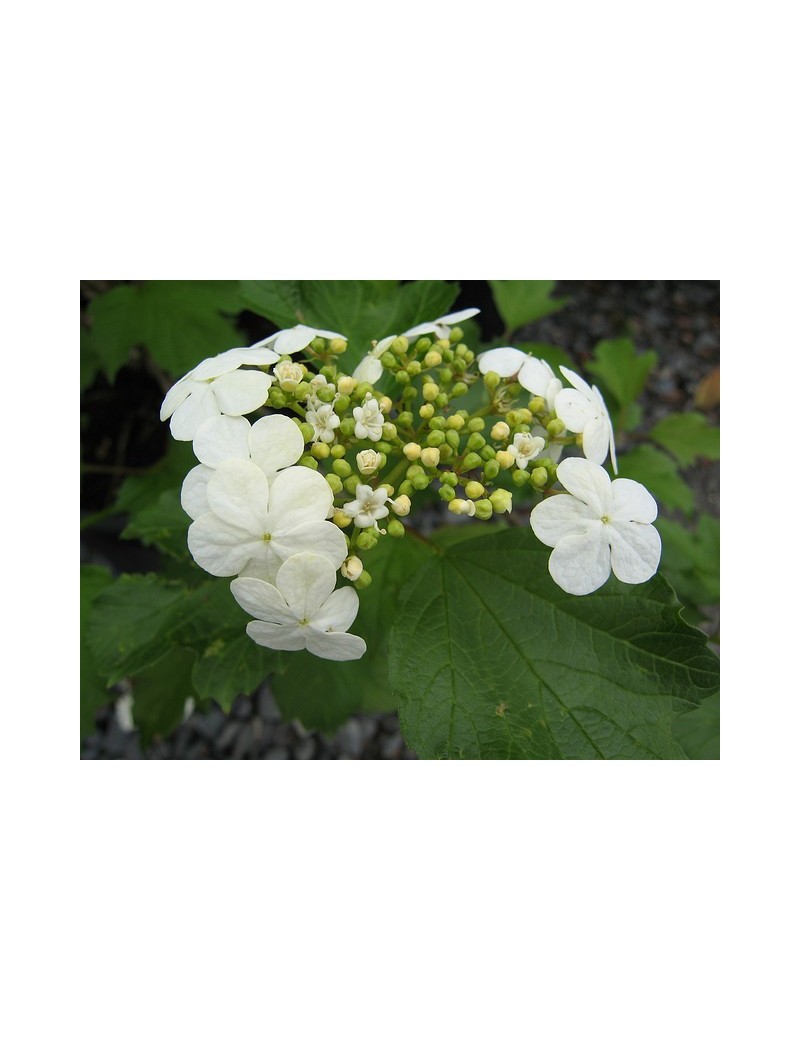 Kalina koralowa opulus