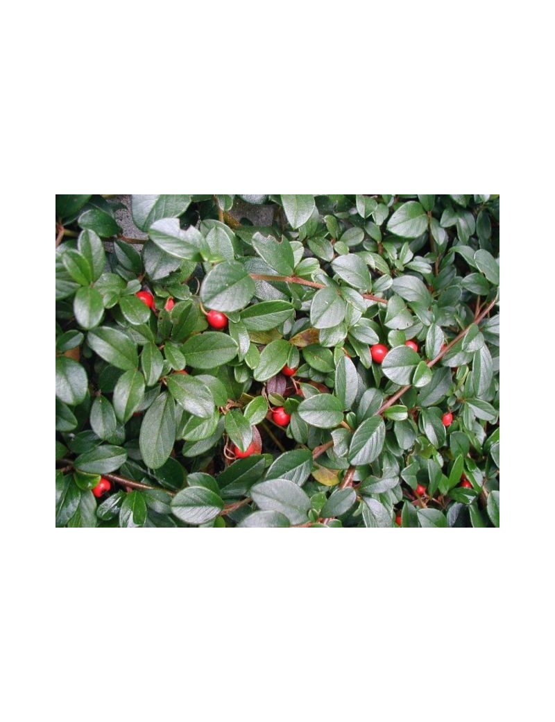 IRGA DAMMERA ,Cotoneaster dammeri IRGA DAMMERA ,Cotoneaster dammeri