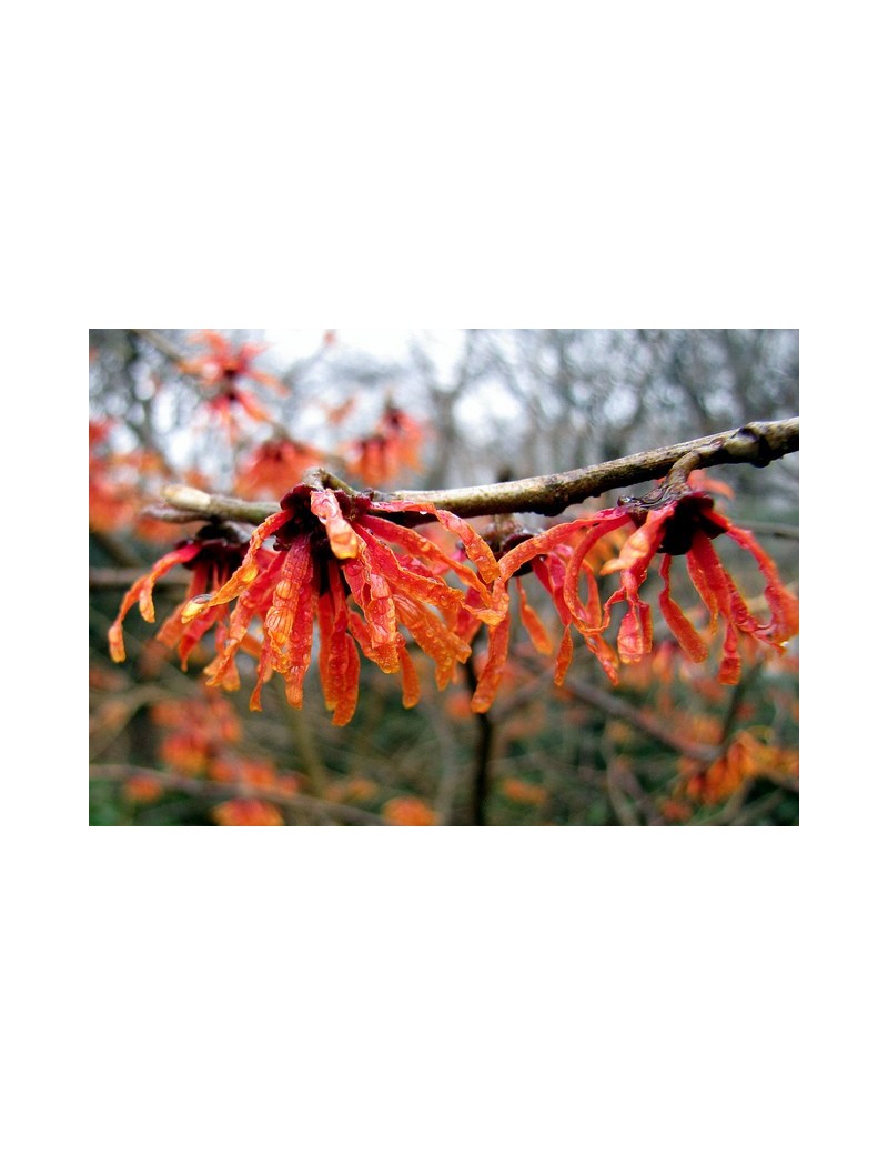 Oczar pośredni 'Feuerzauber'-Hamamelis intermedia 'Feuerzauber' Oczar pośredni 'Feuerzauber'-Hamamelis intermedia 'Feuerzauber'