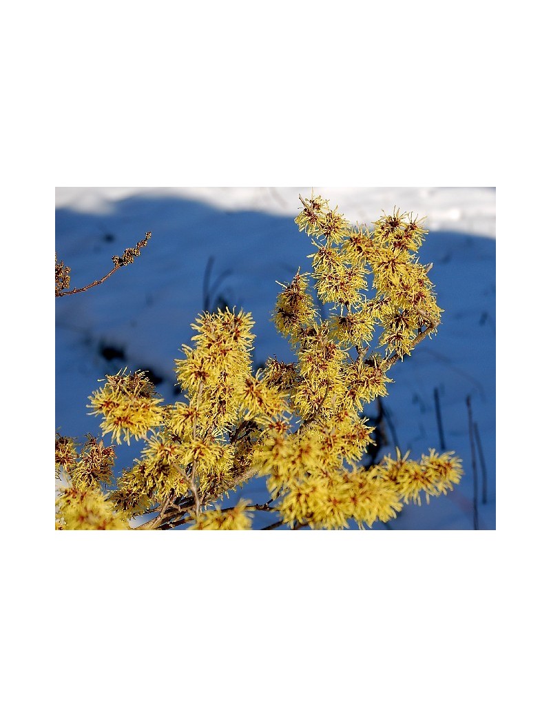 Oczar pośredni "pallida-Hamamelis intermedia 'pallida"szczepiony! Oczar pośredni "pallida-Hamamelis intermedia 'pallida"szczepiony!