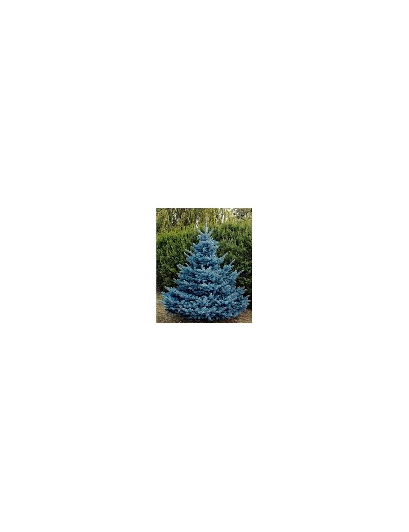 Świerk kłujący Blue Diamond PBR , Picea pungens Blue Diamond