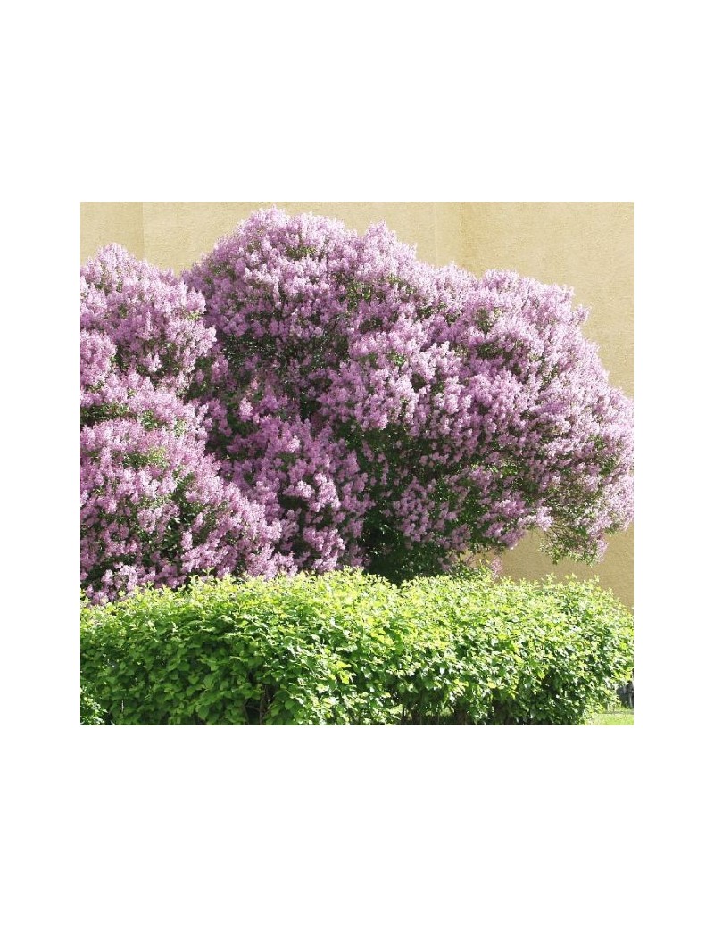 Lilak węgierski , Syringa josikaea Lilak węgierski , Syringa josikaea