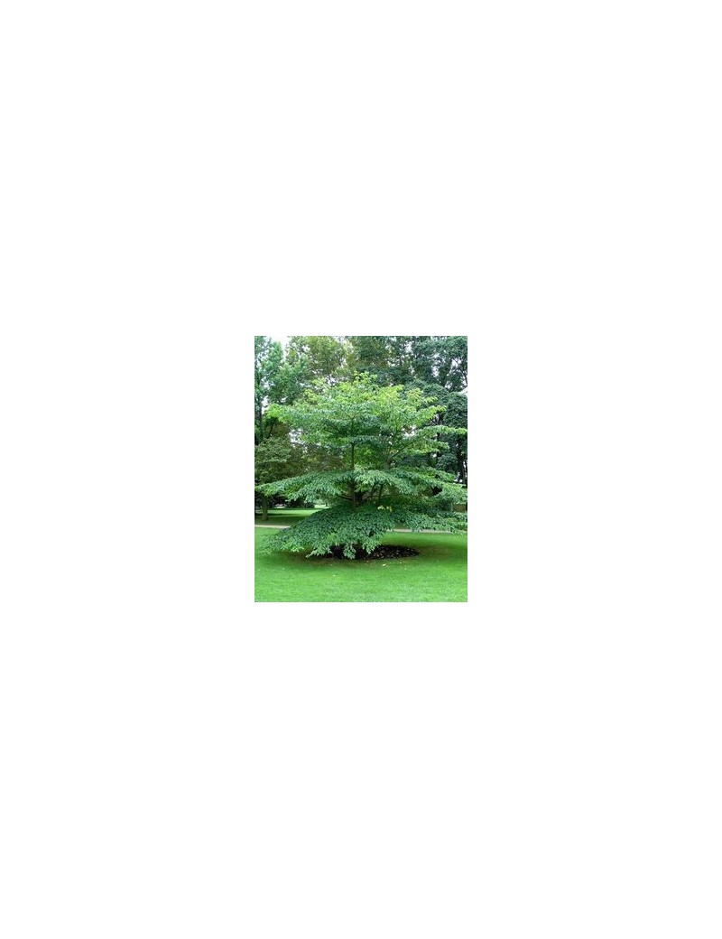 Dereń pagodowy Pagoda , Cornus controversa 'Pagoda' Dereń pagodowy Pagoda , Cornus controversa 'Pagoda'