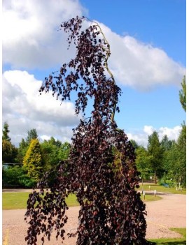 Buk pospolity 'Purple Fountain',Fagus sylvatica 'Atropurpurea Macrophylla'