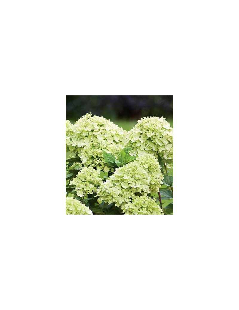 hortensja bukietowa  Limelight na sztamie ,hydrangea paniculata limelight