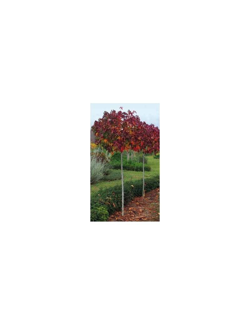 Ambrowiec amerykański 'Gumball',Liquidambar styraciflua 'Gumball' Ambrowiec amerykański 'Gumball',Liquidambar styraciflua 'Gumball'