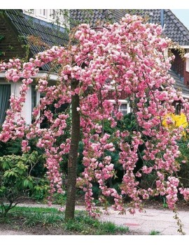 Wiśnia piłkowana Kiku shidare zakura -Prunus