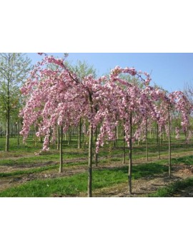 Wiśnia piłkowana Kiku shidare zakura -Prunus