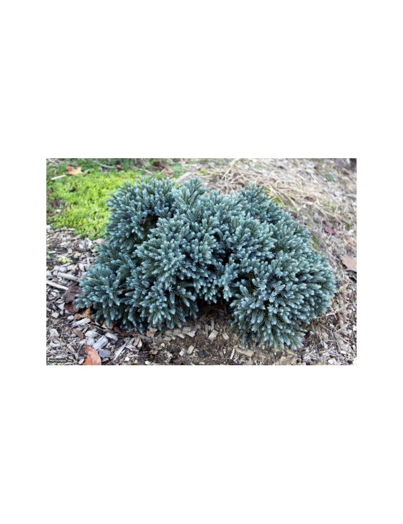 jałowiec łuskowaty 'Blue Star'-Juniperus squamata 'Blue Star'