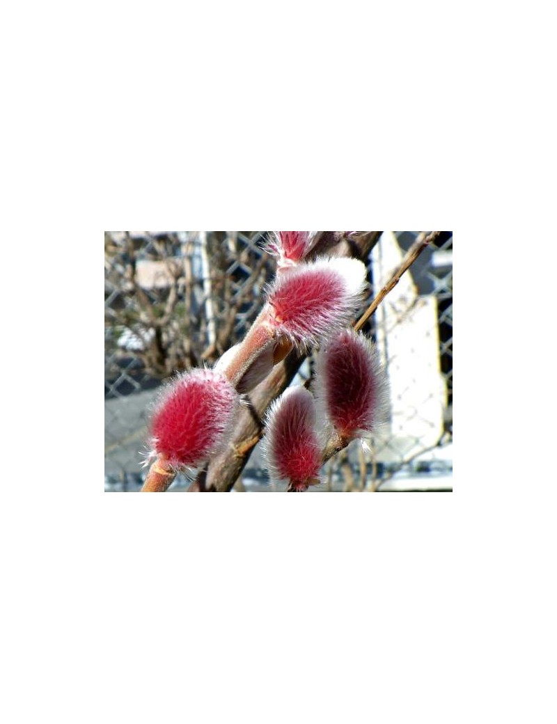 wierzba smukłoszyjkowa Mt Aso ,Salix gracilistyla ‘Mt Aso’
