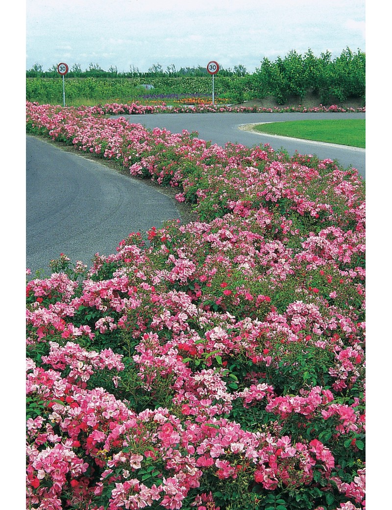 Róża FLORIADE 2002® Róża FLORIADE 2002®