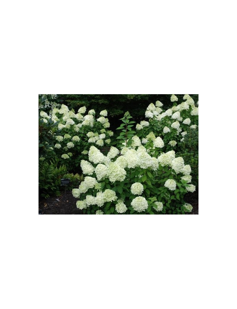 Hortensja bukietowa Limelight -Hydrangea paniculata Limelight