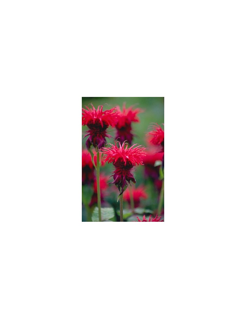 Pysznogłówka ogrodowa Cambridge Scarlet,, Monarda hybrida Cambridge Scarlet Pysznogłówka ogrodowa Cambridge Scarlet,, Monarda hybrida Cambridge Scarlet