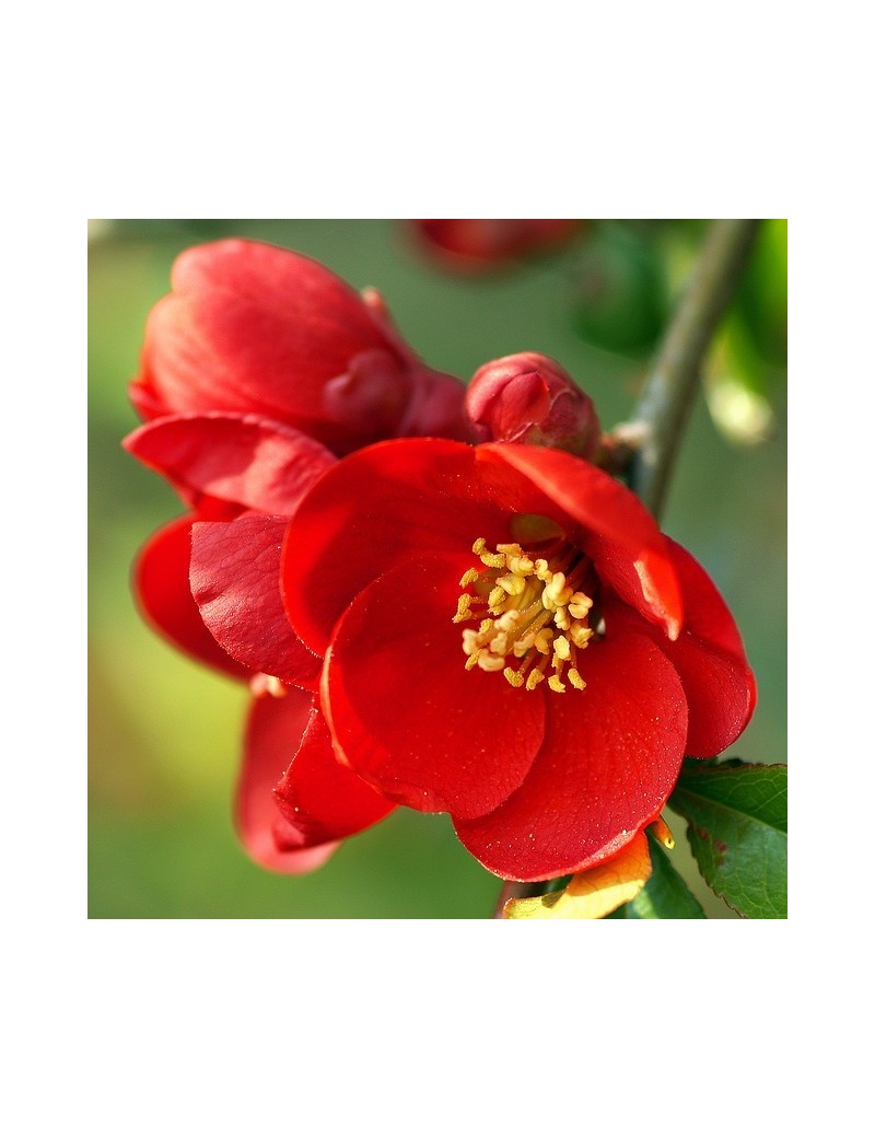 PIGWOWIEC JAPOŃSKI Chaenomeles Japonica PIGWOWIEC JAPOŃSKI Chaenomeles Japonica