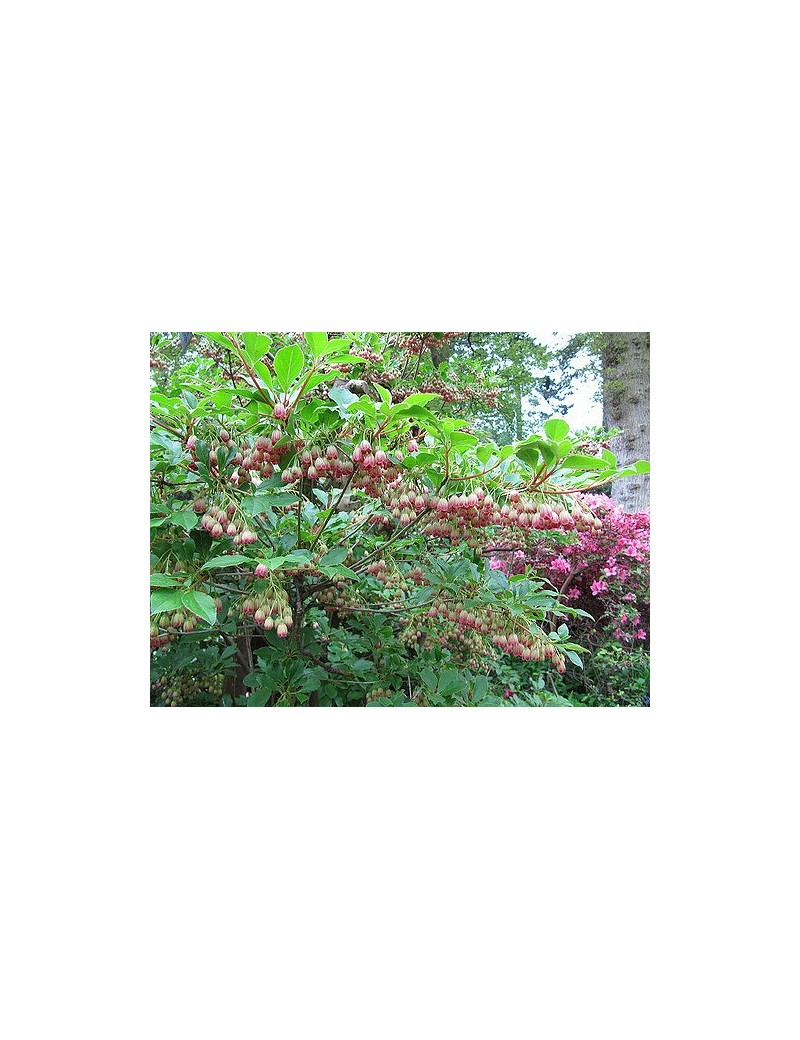 enkiant dzwonkowaty-Enkianthus campanulatus enkiant dzwonkowaty-Enkianthus campanulatus