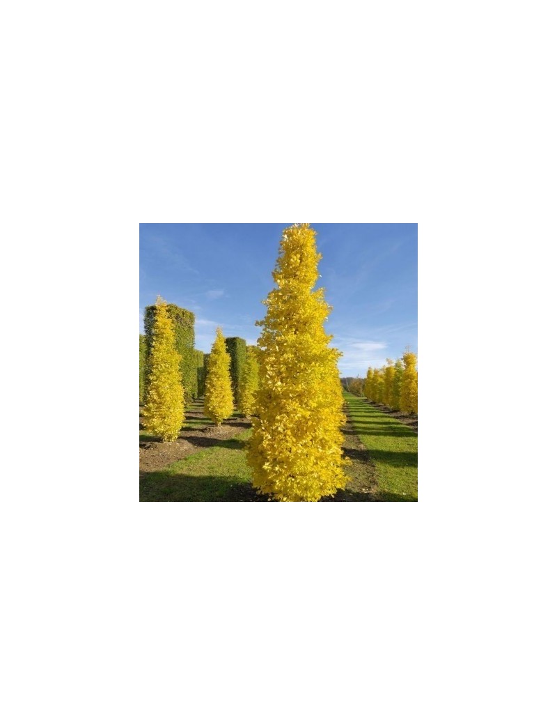 Miłorząb kolumnowy MENHIR , Ginkgo biloba Miłorząb kolumnowy MENHIR , Ginkgo biloba