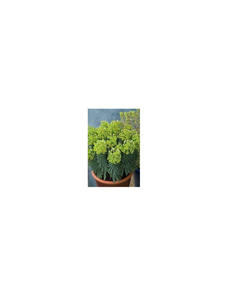 Wilczomlecz Tiny Tim PBR, EUPHORBIA Wilczomlecz Tiny Tim PBR, EUPHORBIA