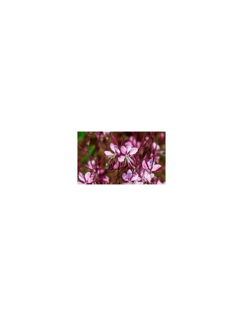 Gaura Lindheimera ‘Passionate blush' Gaura Lindheimera ‘Passionate blush'