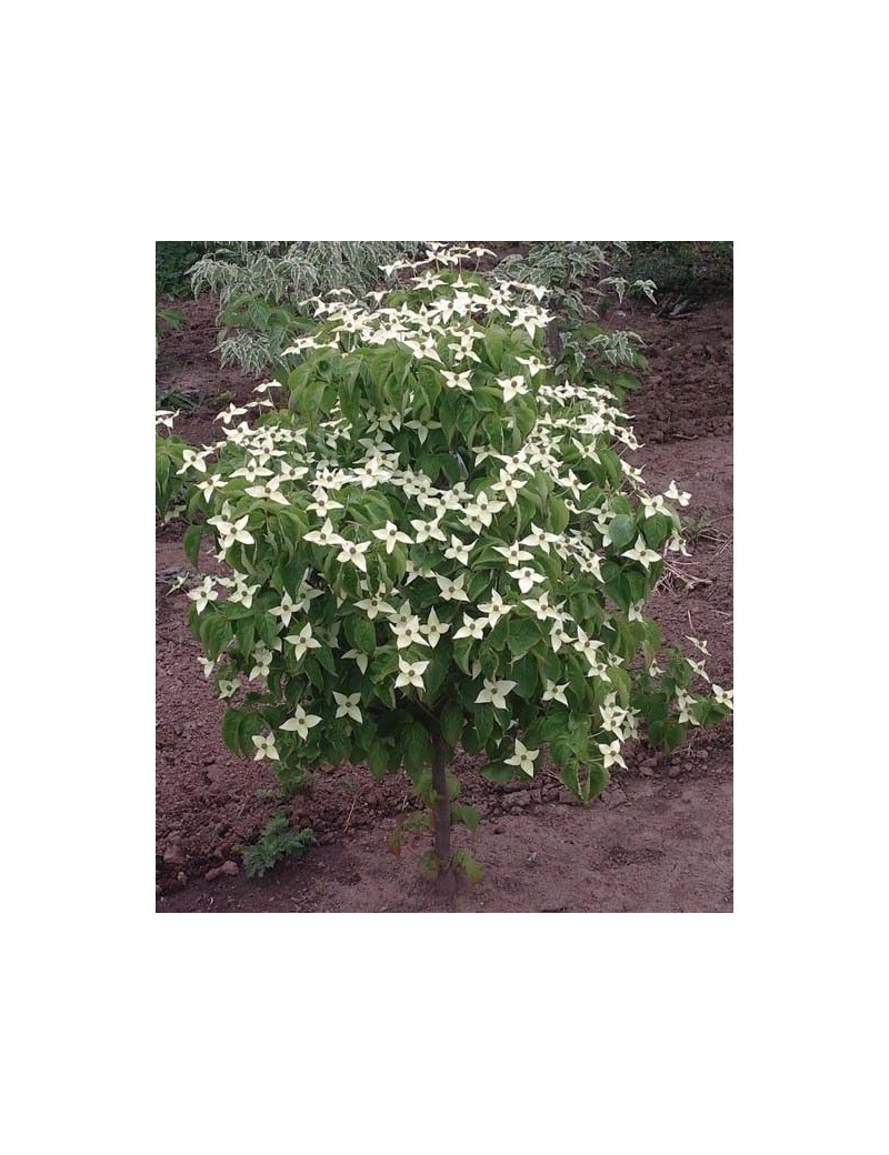 dereń kousa Girard nana, cornus kousa dereń kousa Girard nana, cornus kousa