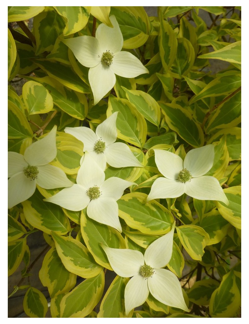 Dereń kousa Summer Gold, Cornus kousa Summer Gold Dereń kousa Summer Gold, Cornus kousa Summer Gold
