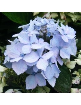 Hortensja ogrodowa Nikko Blue-Hydrangea macrophylla Nikko Blue
