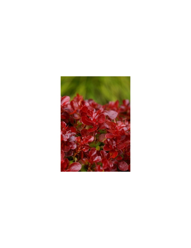 Berberys Lutin Rouge®, Berberis 'Lutin Rouge®' Berberys Lutin Rouge®, Berberis 'Lutin Rouge®'