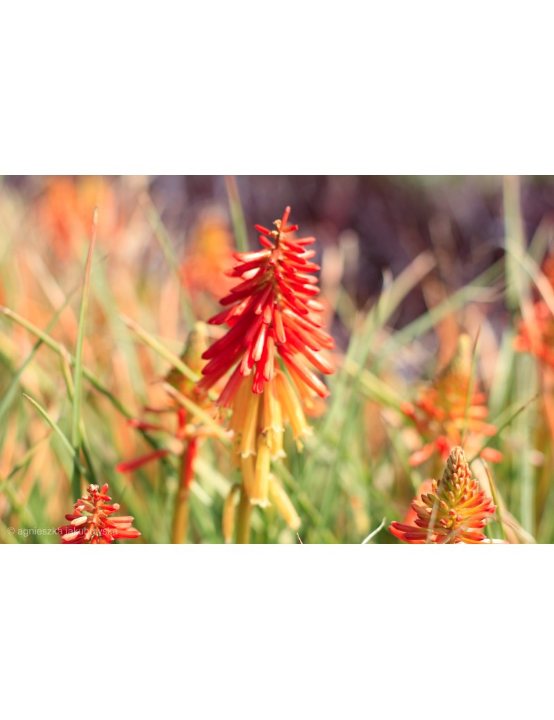 Trytoma 'Papaya Popsicle' Kniphofia Trytoma 'Papaya Popsicle' Kniphofia