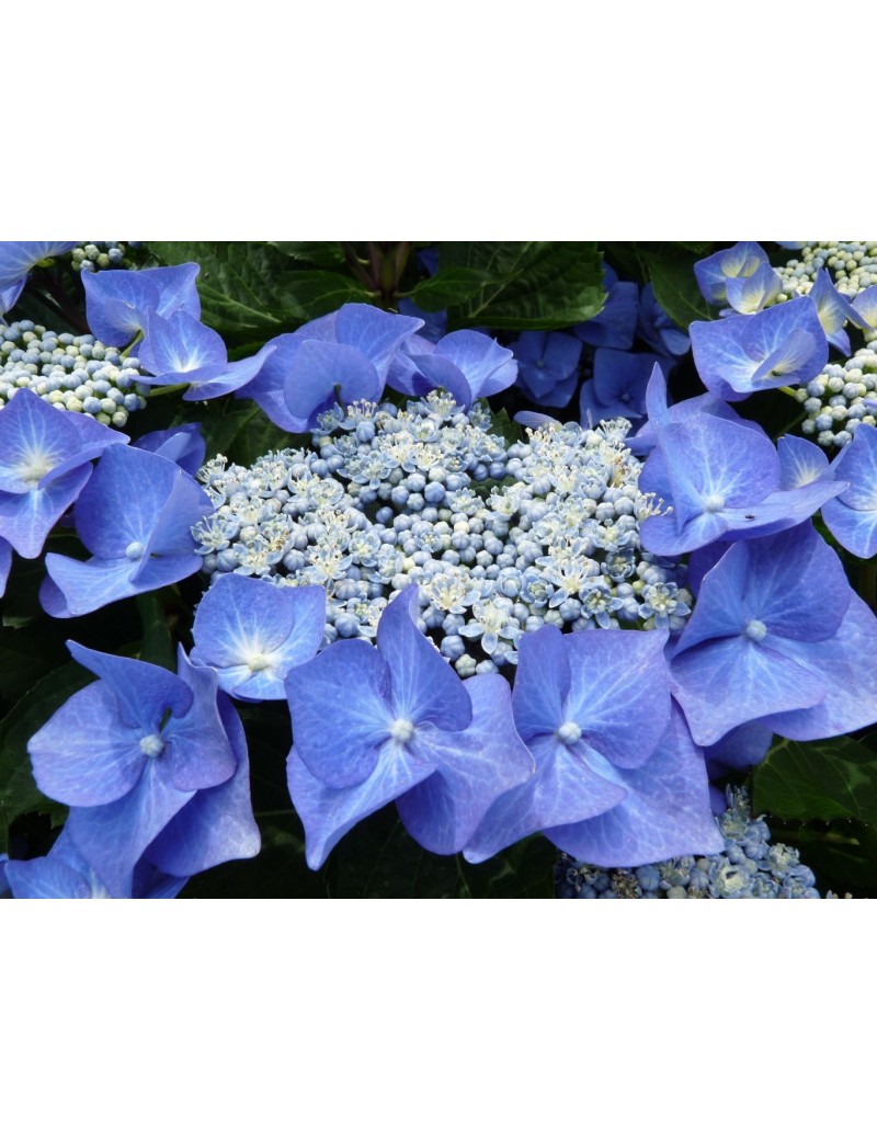 Hortensja ogrodowa Blaumeise, Hydrangea Hortensja ogrodowa Blaumeise, Hydrangea