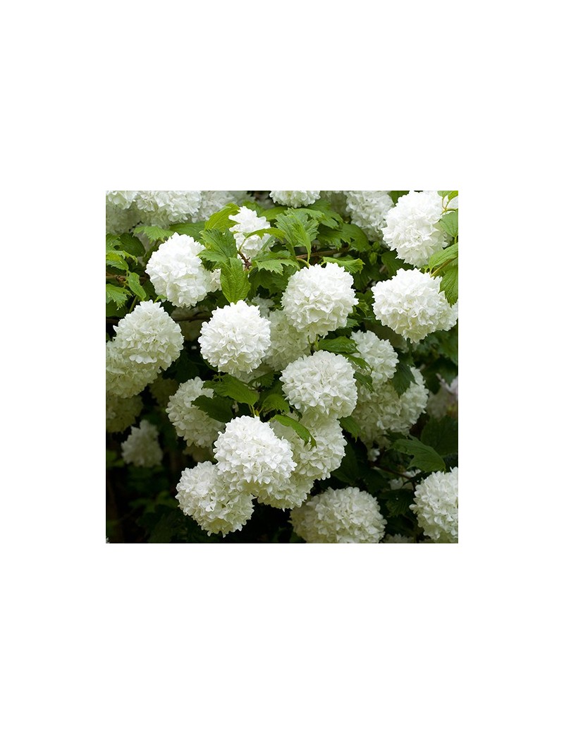 Kalina koralowa Roseum, Viburnum opulus 'Roseum'