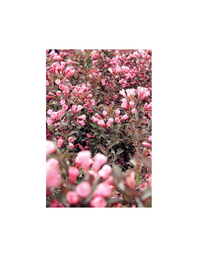 Krzewuszka cudowna Tango, Weigela florida 'Tango' Krzewuszka cudowna Tango, Weigela florida 'Tango'