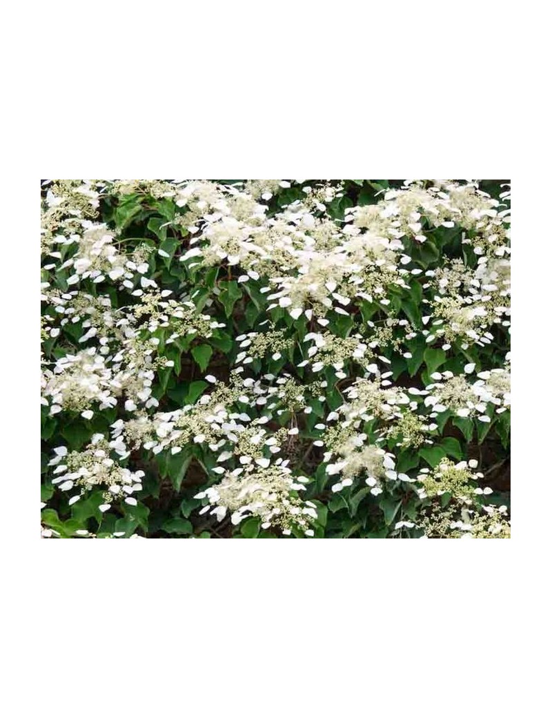 Hortensja pnąca, hydrangea anomala prtiolaris Hortensja pnąca, hydrangea anomala prtiolaris