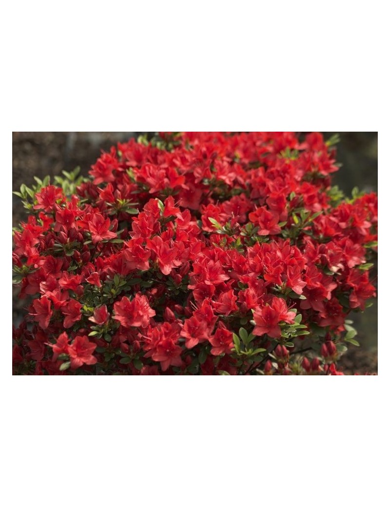 Azalia japońska 'Fridoline', Rhododendron obtusum 'Fridoline' Azalia japońska 'Fridoline', Rhododendron obtusum 'Fridoline'