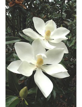 Magnolia grandiflora ALTA...