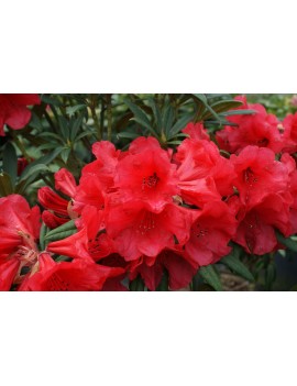 rhododendron Scarlet Wonder